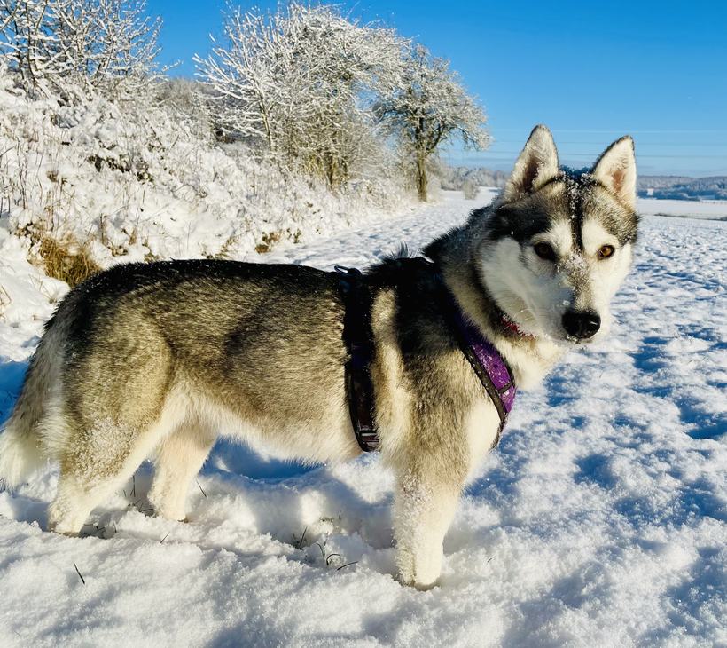 Lexi, eine Husky-Hündin mit hellem Fell und lila Geschirr, steht im verschneiten Feld und schaut zur Seite, Schnee auf der Nase.
